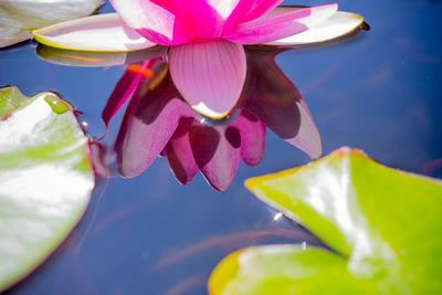 Close-up of frangipani blooming against sky