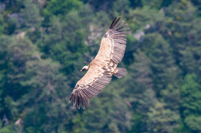 Close-up of eagle flying against trees