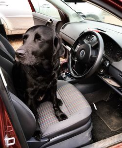 Black labrador waiting inside car