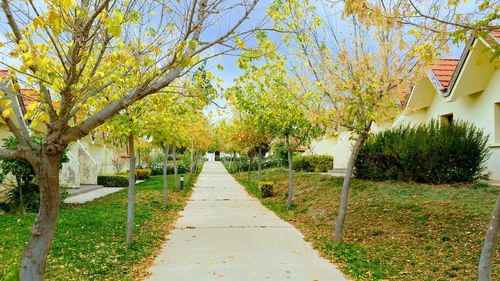 Walkway amidst trees against sky