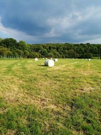 Scenic view of field against sky