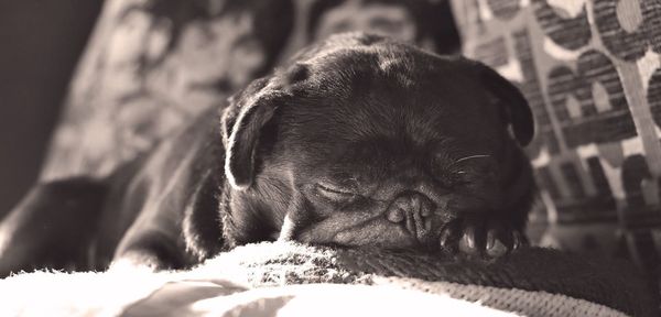 Close-up of dog looking away