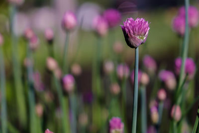 Close-up of pink flowering plant