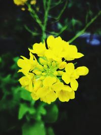 Close-up of yellow flowering plant