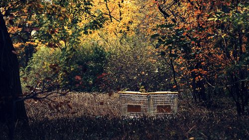 Abandoned shopping carts in forest during autumn