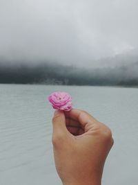 Close-up of hand holding pink flower