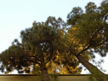 Low angle view of trees against sky
