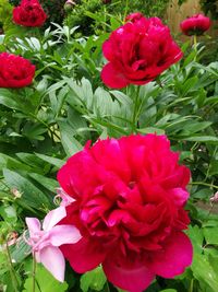 Close-up of pink flowers