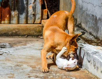 Close-up of dog