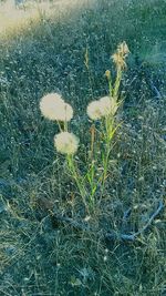 Close-up of dandelion in field