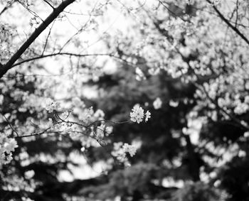 Low angle view of flowers blooming on tree