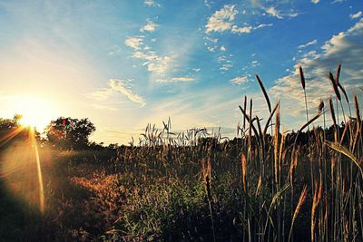 Scenic view of field against sky during sunset