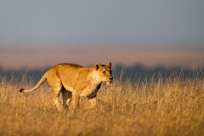 Lioness running on grassy field against clear sky
