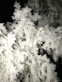 Close-up of plants on snow covered tree