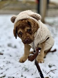 Dog on snow covered land