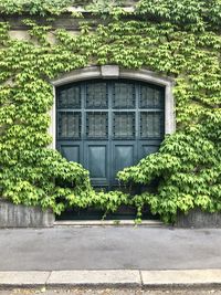 Exterior of an house covered by leaves