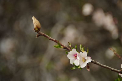 Close-up of flower growing on tree