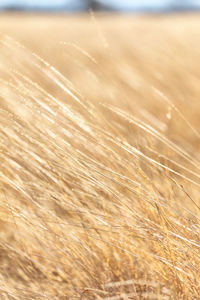 Close-up of crops on field