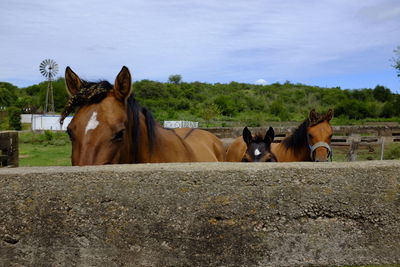 Horses standing in ranch against sky