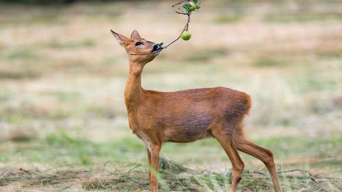 Side view of deer standing on field