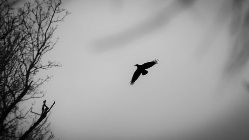 Low angle view of silhouette bird flying in sky