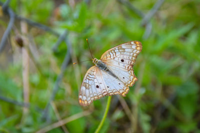 Close-up of butterfly on leaf