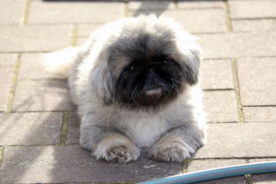 Portrait of dog on footpath