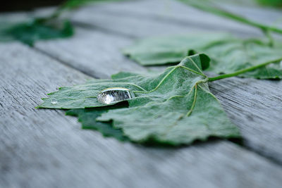 Close-up of green leaves on table