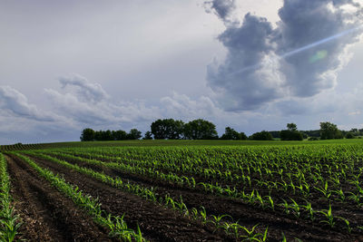 Scenic view of agricultural field against sky
