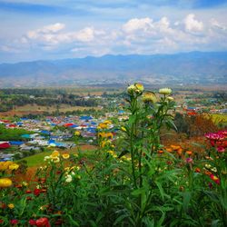 Flowers growing in field