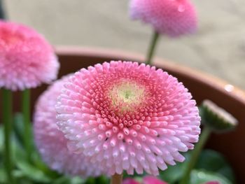 Close-up of pink flower