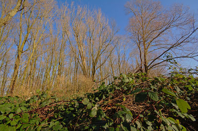 Low angle view of trees against sky