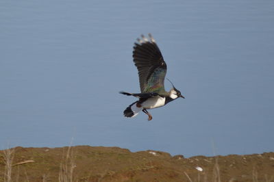 Side view of northern lapwing flying against sea
