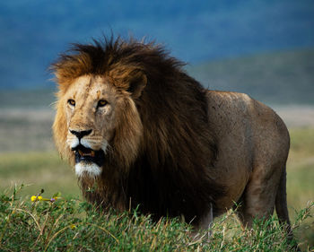 Lioness looking away