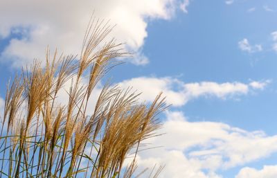 Low angle view of plant against sky