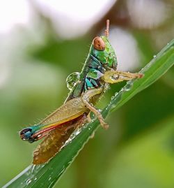 Close-up of insect on plant