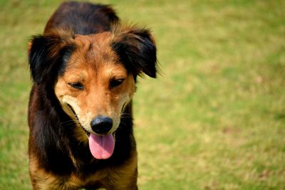 Close-up of dog sticking out tongue
