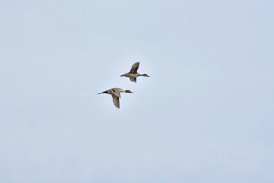 Low angle view of bird flying in sky