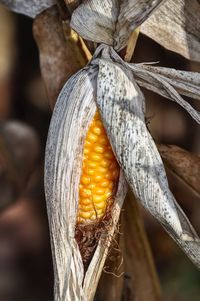 Close-up of corn