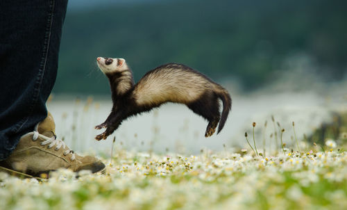 Low angle view of small animal jumping in the air