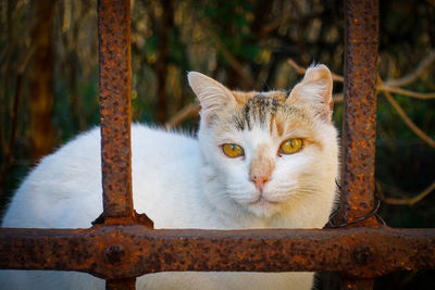 Portrait of cat by rusty metal grate