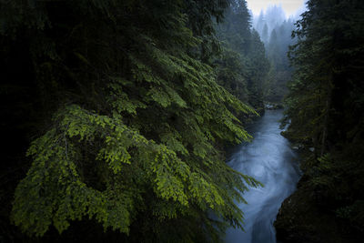 Scenic view of waterfall in forest