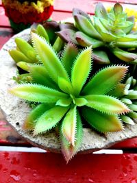 Close-up of succulent plant