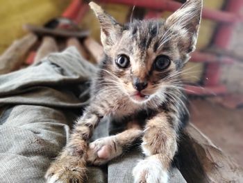 Close-up portrait of tabby kitten