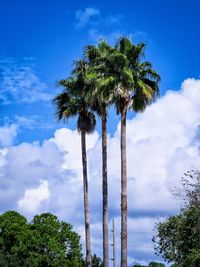 Low angle view of coconut palm trees against sky