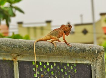 Close-up of lizard perching on leaf