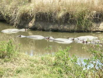 Swans swimming in lake