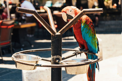 bird