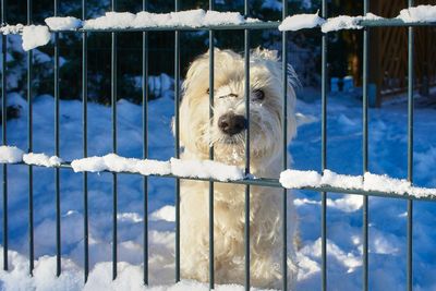 Dog on snow covered fence during winter