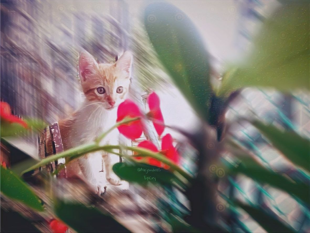 CLOSE-UP PORTRAIT OF KITTEN ON BED